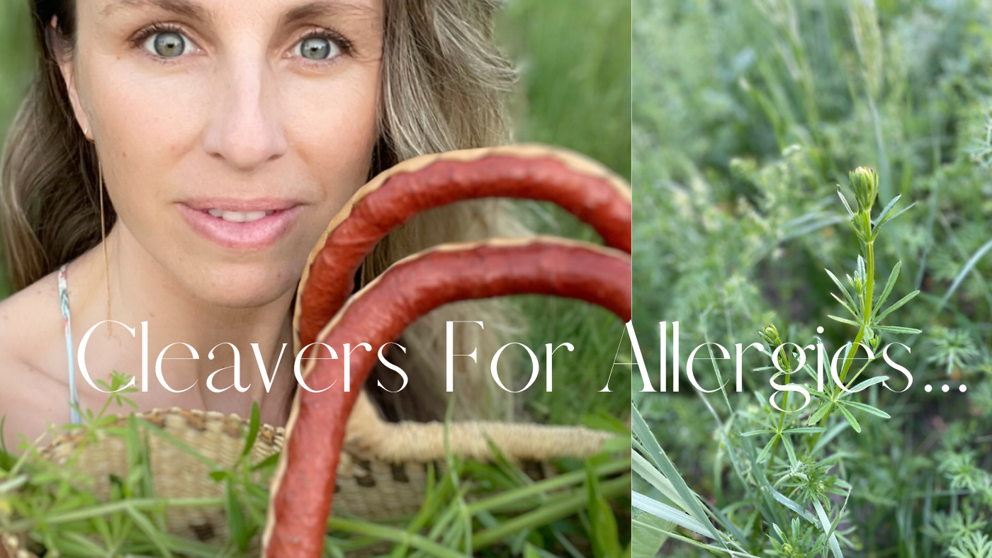 Try Cleaver for allergies! 5 ways to utilize Cleaver... Mamas Medicinals