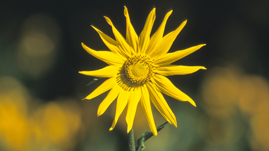 ARNICA: Say Goodbye to pain with this wonderful extract!
